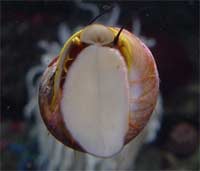 Picture 2 of Snail species 'wearing armor'
