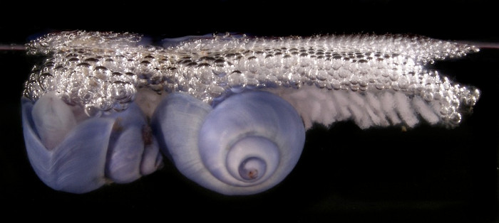 Picture 1 of Snails do not know how to swim, lifelong take foams to make houses