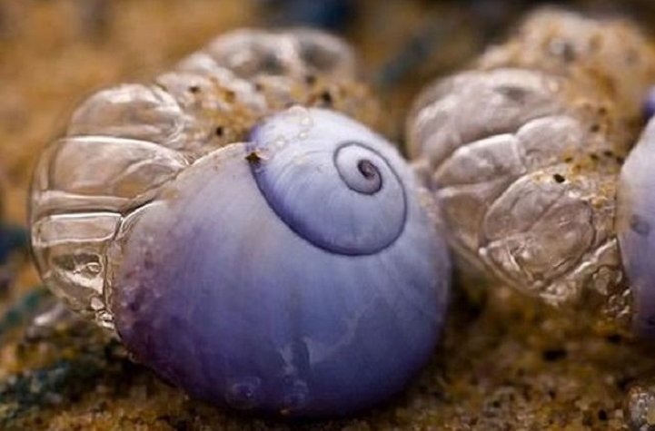 Picture 2 of Snails do not know how to swim, lifelong take foams to make houses