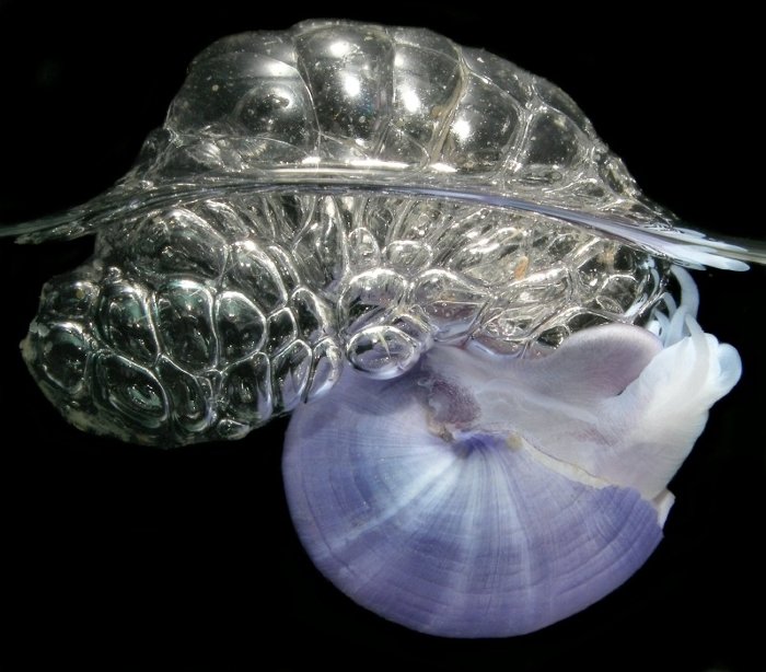 Picture 3 of Snails do not know how to swim, lifelong take foams to make houses