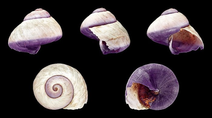 Picture 4 of Snails do not know how to swim, lifelong take foams to make houses