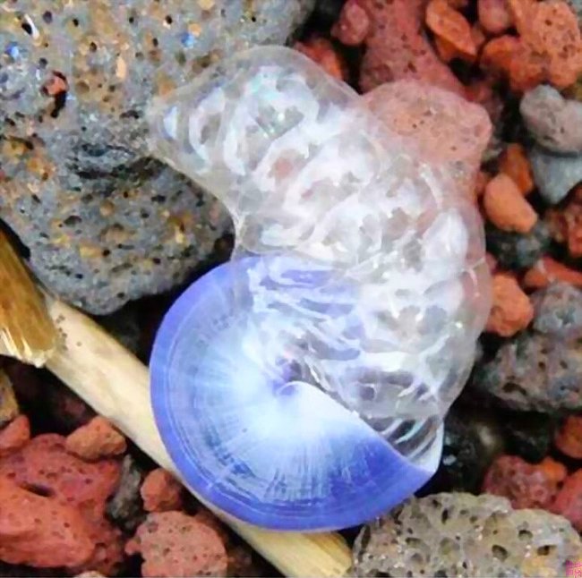 Picture 5 of Snails do not know how to swim, lifelong take foams to make houses