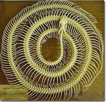 Picture 2 of Snake bones