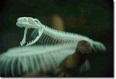 Picture 3 of Snake bones