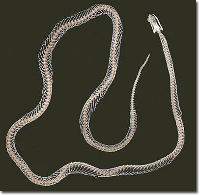 Picture 4 of Snake bones