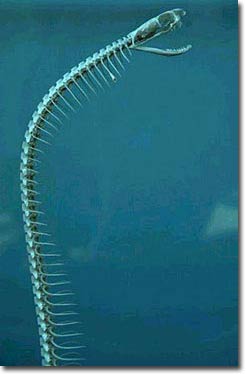 Picture 5 of Snake bones
