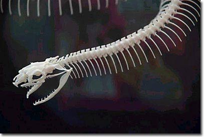 Picture 7 of Snake bones