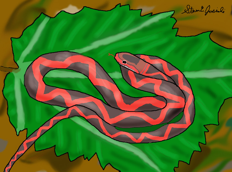 Picture 1 of Snake fossils have a 5 million year old wing
