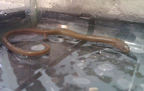 Picture 1 of 'Snake has lizards'
