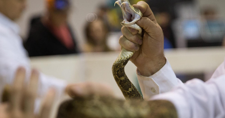Picture 1 of Snake poison in unbelievable situations