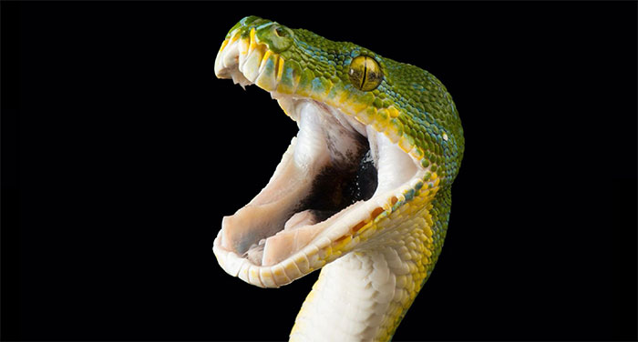 Picture 1 of Snake venom can be born to attack enemies, not to defend itself