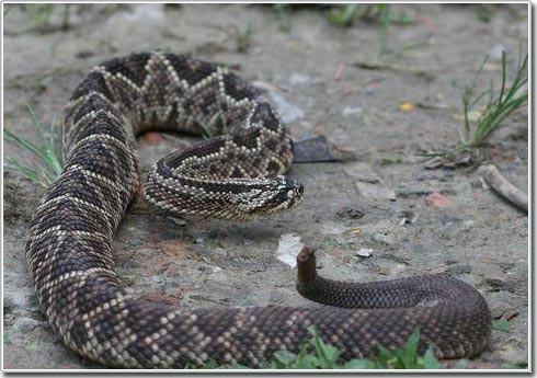 Picture 2 of Snake venom: Nature's optimal weapon