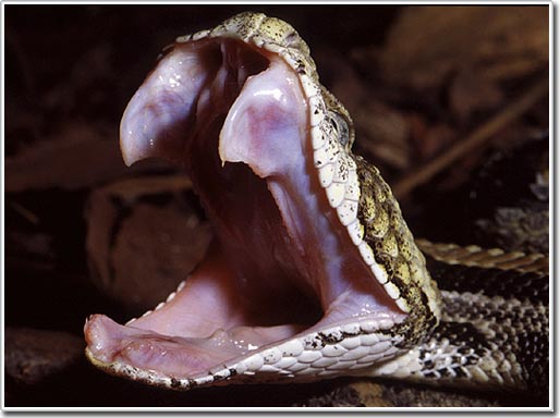 Picture 3 of Snake venom: Nature's optimal weapon