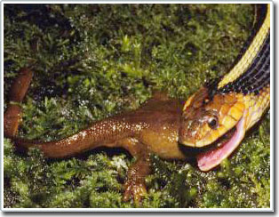 Snakes cross poisonous newts in the evolutionary race images 1