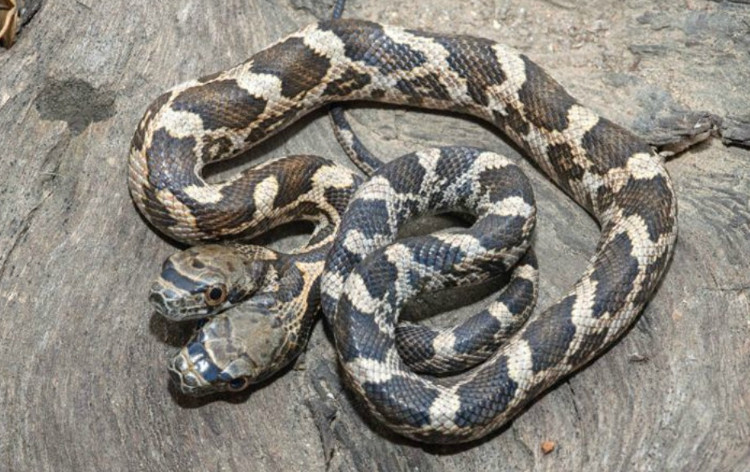 Snakes Have Two Heads With Different Personalities