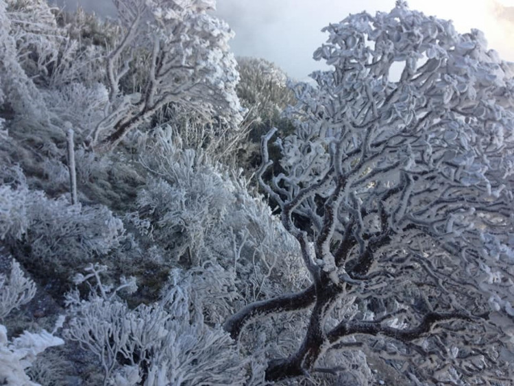 Picture 5 of Snow ice covered white Fansipan peak and Hoang Lien forest