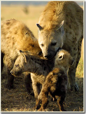 Picture 1 of Sociality and cunningness of hyenas