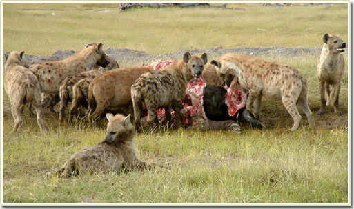 Picture 4 of Sociality and cunningness of hyenas