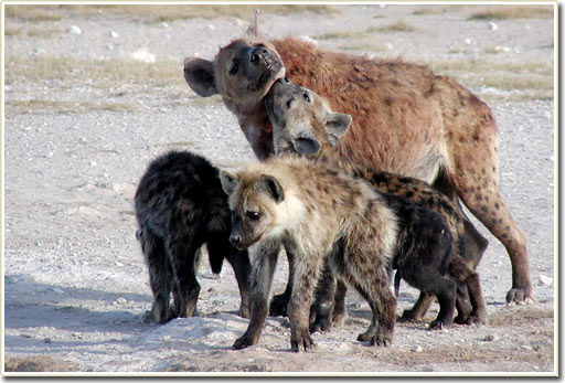 Picture 5 of Sociality and cunningness of hyenas