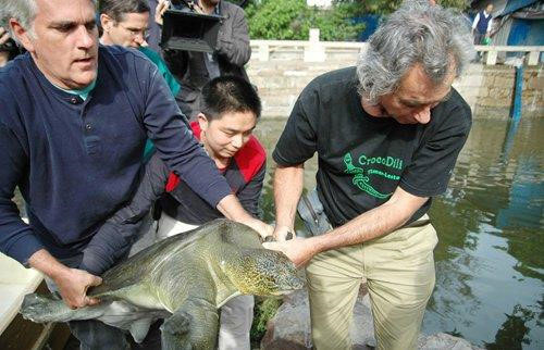 Picture 1 of Soft apricot turtles die in China, the world only has 3 children and the turtle species of Sword Lake