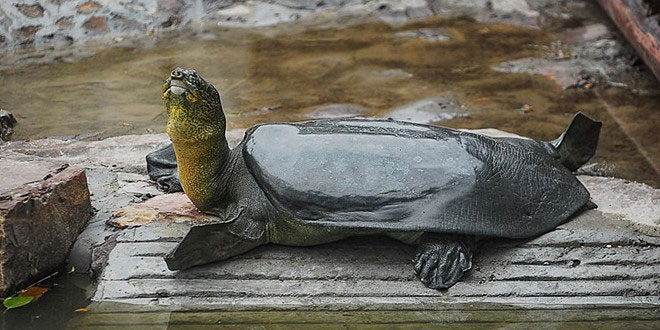 Picture 2 of Soft apricot turtles die in China, the world only has 3 children and the turtle species of Sword Lake