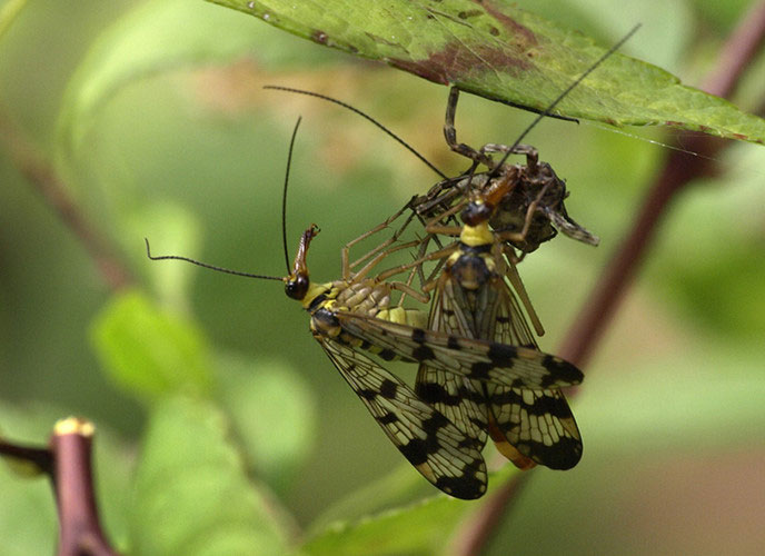 Picture 1 of 'Soi' scorpion flies have violent sex life