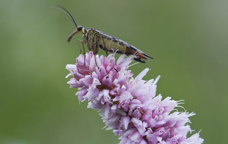 Picture 2 of 'Soi' scorpion flies have violent sex life