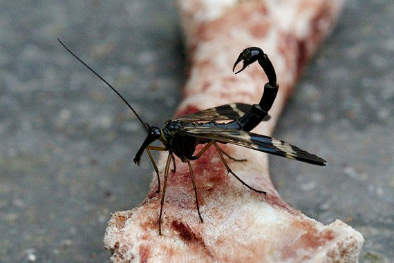 Picture 3 of 'Soi' scorpion flies have violent sex life
