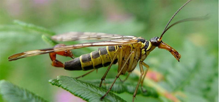 Picture 4 of 'Soi' scorpion flies have violent sex life