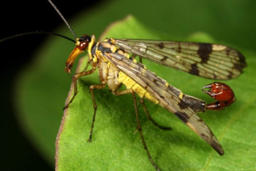 Picture 5 of 'Soi' scorpion flies have violent sex life