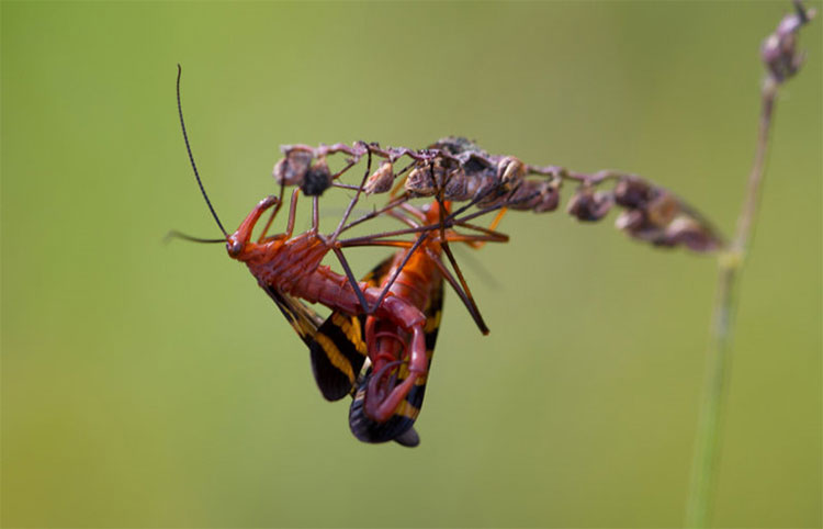 Picture 6 of 'Soi' scorpion flies have violent sex life