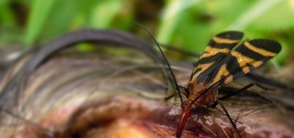 Picture 7 of 'Soi' scorpion flies have violent sex life