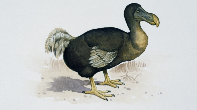 Picture 2 of Solemnly for birds that are extinct by humans
