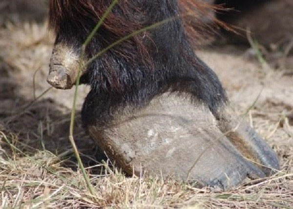 Picture 1 of Solution for why pigs and cows have nails