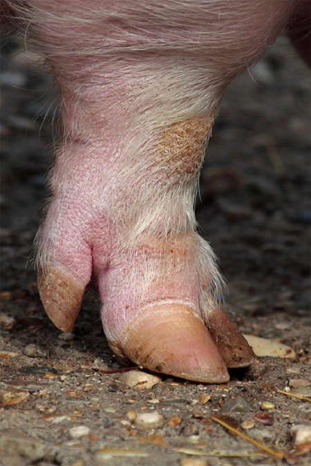 Picture 2 of Solution for why pigs and cows have nails