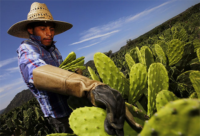 Picture 1 of Solution of 'treating' plastic garbage with cactus