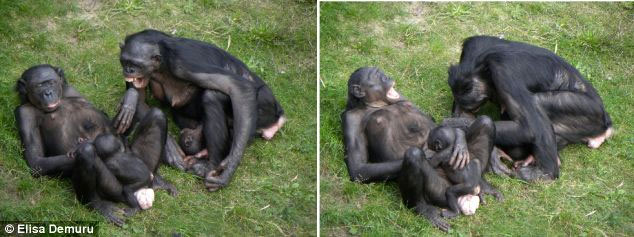 Picture 1 of Solve the yawning chain effect in animals