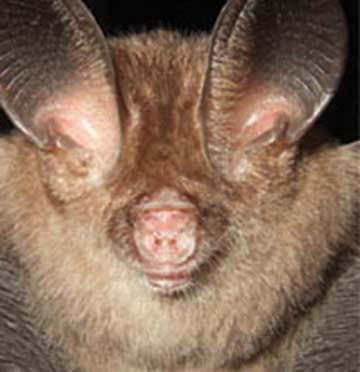 Picture 1 of Solving a mystery about animals in Vietnam