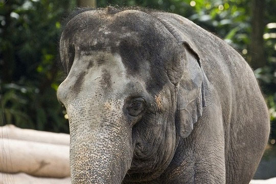 Picture 1 of Some animals are famous for their human speaking
