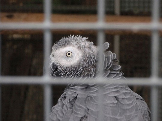 Picture 2 of Some animals are famous for their human speaking