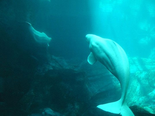 Picture 5 of Some animals are famous for their human speaking