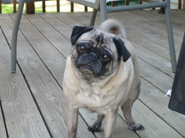 Picture 6 of Some animals are famous for their human speaking