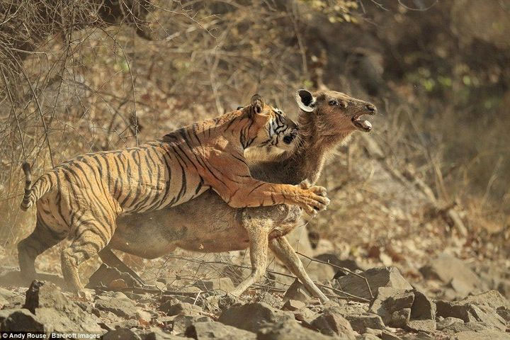 Picture 2 of Some animals are having to feed at night because of human impact