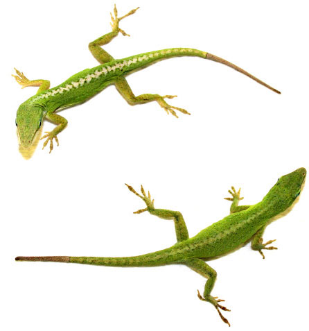 Picture 3 of Some animals can regrow their body parts when they break
