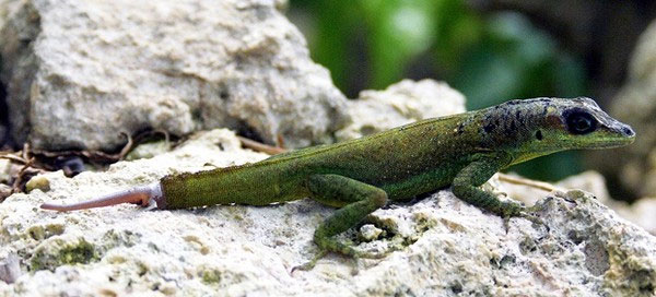 Picture 4 of Some animals can regrow their body parts when they break