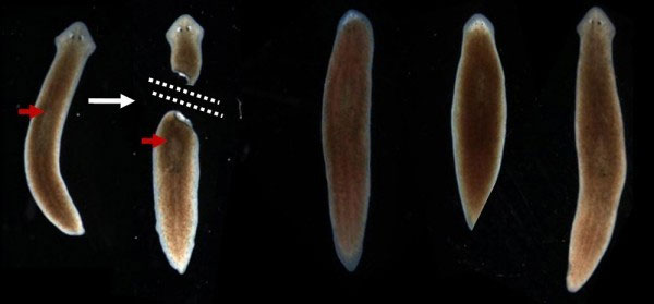 Picture 5 of Some animals can regrow their body parts when they break