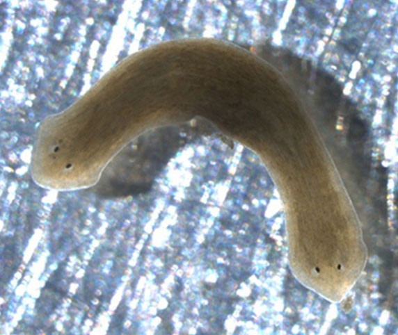 Picture 6 of Some animals can regrow their body parts when they break