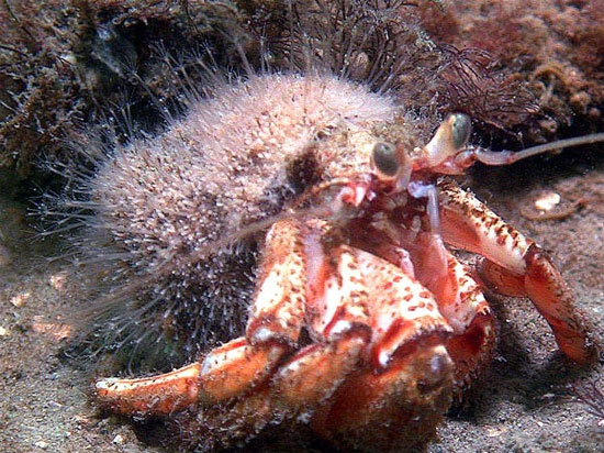 Picture 7 of Some animals can regrow their body parts when they break