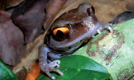 Picture 1 of Some Asian frog species may become extinct before being discovered