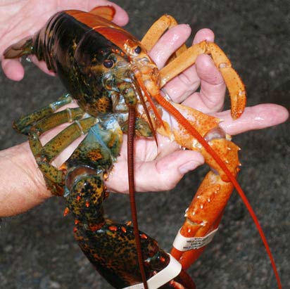 Picture 11 of Some deformed animals